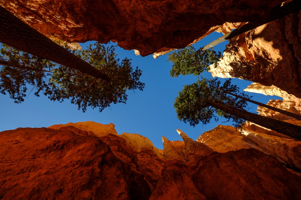 Bäume im Bryce Canyon